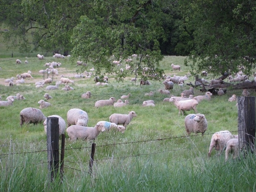 closeup of sheep grazing at HREC