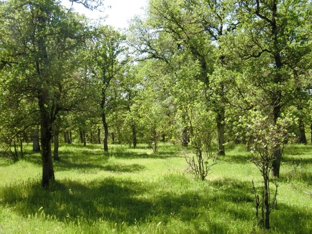 oak scenery 2