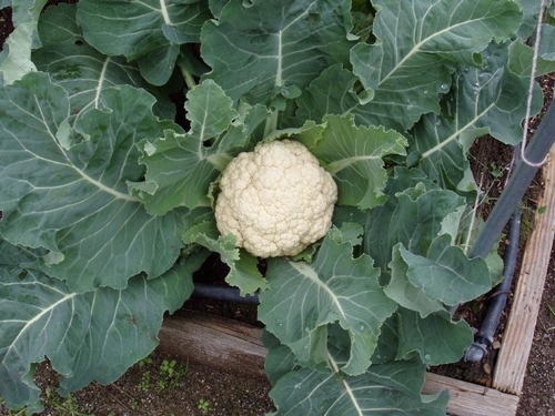 Cauliflower 'Early Snowball'-Photo by M. Hachman