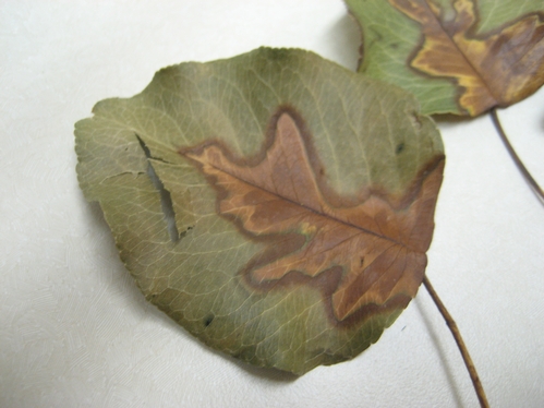 Marginal leaf scorch on bradford pear