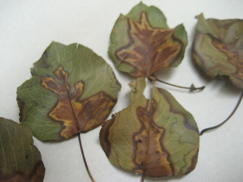 Bradford Pear leaves 