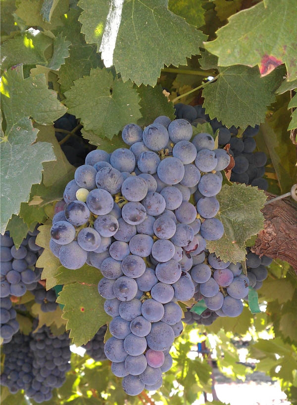 Corvina Veronese: Origin,NE Italy w/ pepperiness,high tannin, dark violet-scented wines.