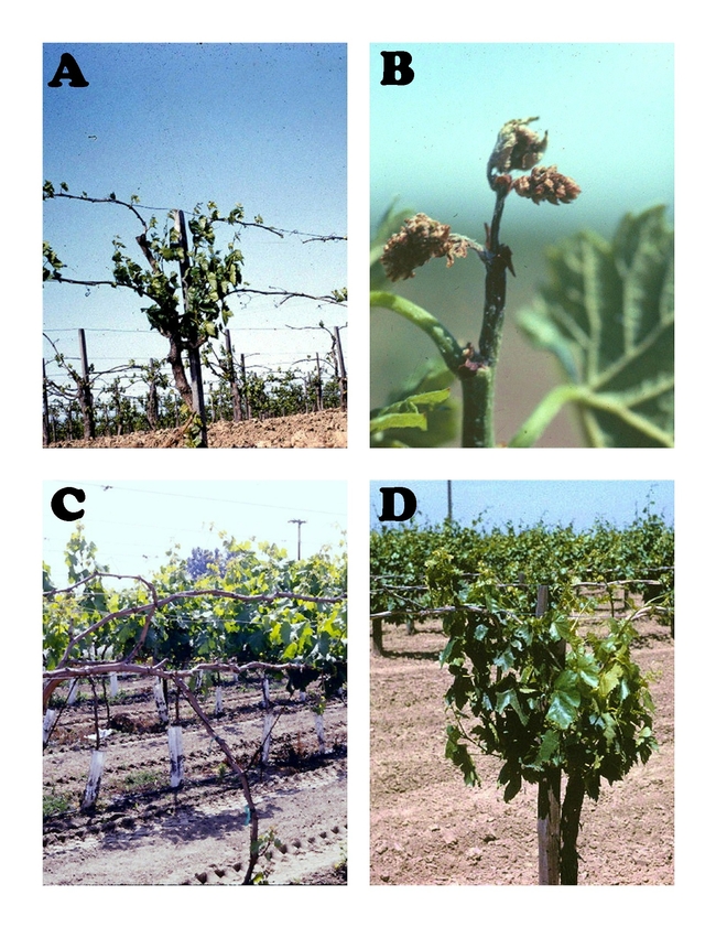 Various symptoms of delayed spring growth in grapes.