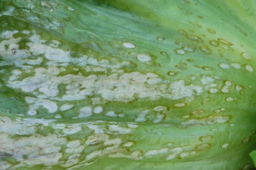 Photo 2. On lettuce, anthracnose results in tan, angular shaped lesions that are covered with the white to pink growth of the fungus.