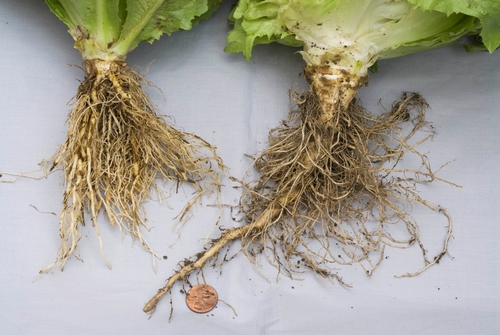 Photo 2. Stunted lettuce affected with black root rot (on left)