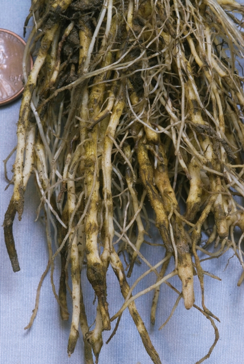 Photo 3: Diseased roots of lettuce affected by black root rot.