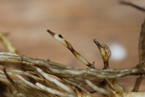 Photo 4. Close-up of black root rot lesion on fine feeder roots of lettuce.