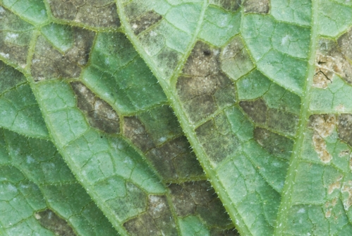 Photo 2: Downy mildew lesions support the purple growth of the pathogen.