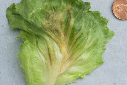 Photo 1: Brown discoloration due to systemic downy mildew infection in a lettuce leaf.