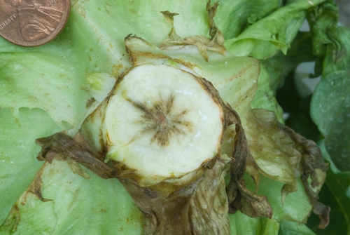 Photo 3: Internal discoloration of lettuce core due to systemic downy mildew infection.