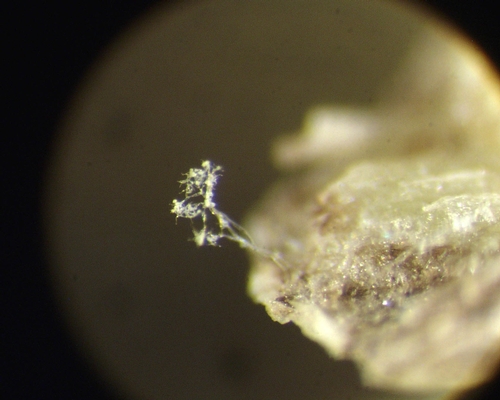Photo 6: Sporulating downy mildew from a systemically infected piece of cauliflower stem.