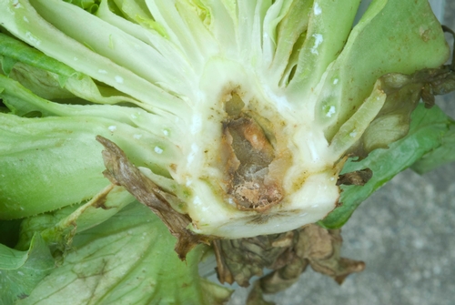 Photo 4: Internal discoloration of lettuce core due to systemic downy mildew infection.