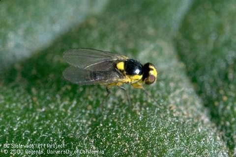 Fig. 1.  Adult leafminers are small flies with yellow triangular spots between wings.
