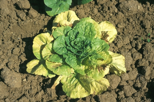 Lettuce necrotic stunt virus (LNSV) on lettuce.