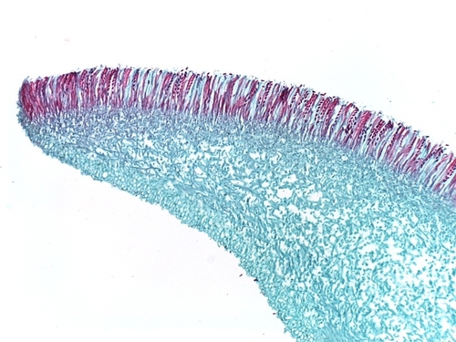 Microscopic view of the spore-producing apothecium of Sclerotinia sclerotiorum. Note the lined-up ascospores (red) ready to be released. Photo used by permission (K. Chamusco).