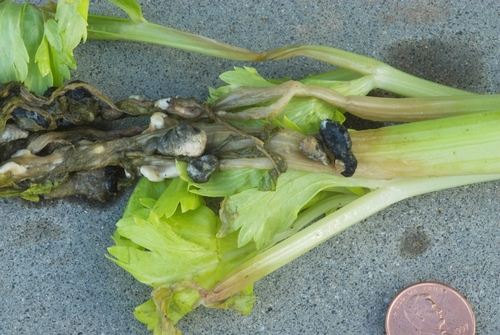 White mold on celery, showing numerous black sclerotia.