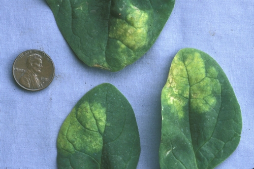 Downy mildew is the most damaging disease of spinach in California and causes yellow and tan leaf lesions.