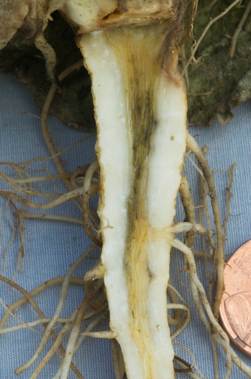 Discoloration of the central core of the lettuce root is characteristic of ammonium toxicity.
