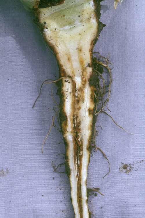 Ammonium toxicity can cause the lettuce root to develop a central hollow cavity.