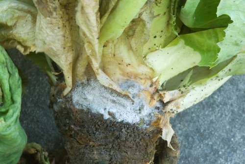 Figure 1. Orange-brown soft rot and gray sporulation on lettuce caused by Botrytis cinerea
