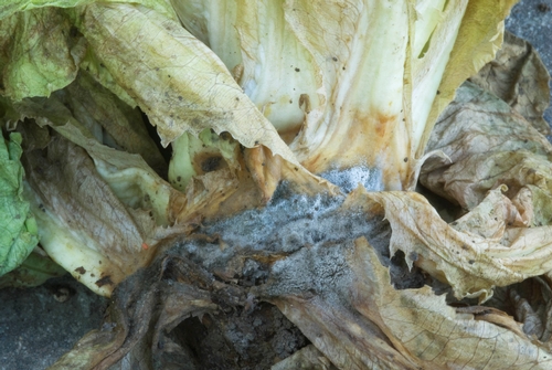 Figure 2. Orange-brown soft rot and gray sporulation on lettuce caused by Botrytis cinerea.