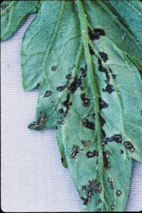 Photo 1. Oval to rectangular leaf spots caused by bacterial speck disease of tomato.