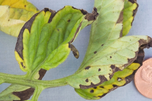 Photo 2. Angular spots on leaf margin caused by bacterial speck disease of tomato.