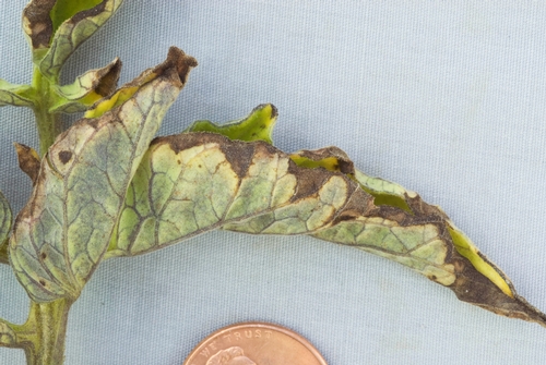 Photo 3. Angular spots on leaf margin caused by bacterial speck disease of tomato.