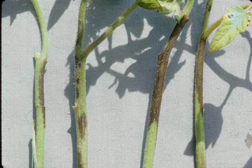 Photo 4. Elongated stem lesions on transplants caused by bacterial speck disease of tomato.