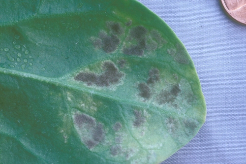 Downy mildew of spinach is the most important disease on this crop and results in quality and yield losses.