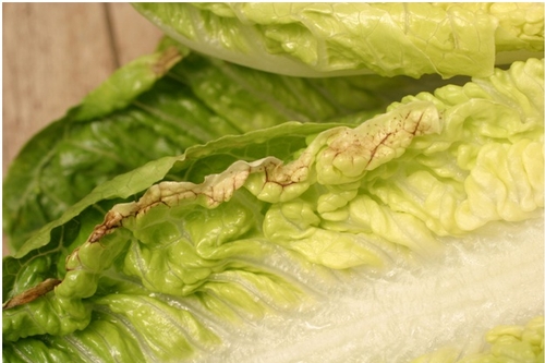 Photo 1. Tipburn symptoms along the edge of an inner leaf or romaine lettuce.
