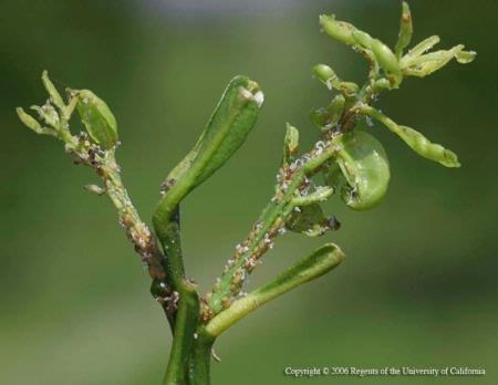 Citrus shoot infested with Asian citrus psyllid. (Photo: M. E. Rogers)