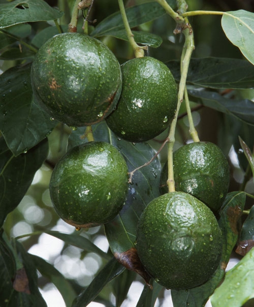 Some growers are reconsidering avocado production.