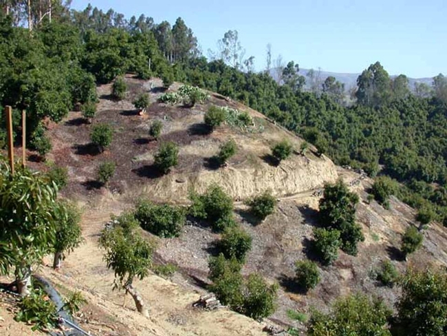 Avocados planted on steep slopes.
