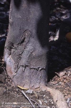 Bark damage (Fig. 3)