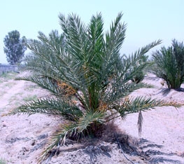 Young ‘Medjool’ palm grown in the Coachella Valley.