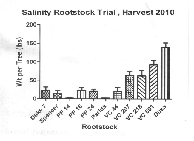 Table 1. Number of surviving avocado trees according to rootstock three years after the 2007 freeze.