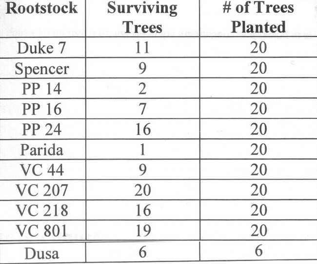 Figure 1. Mean weight (wt) of Hass avocados per surviving tree according to rootstock.