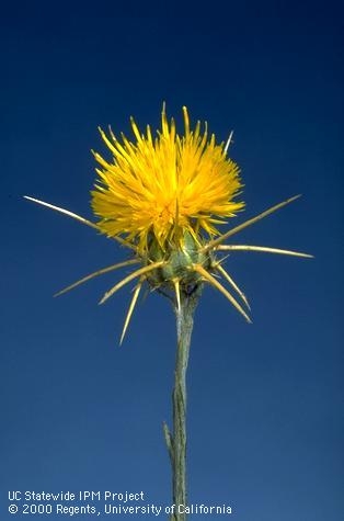 Yellow starthistle flower at full bloom stage.repository