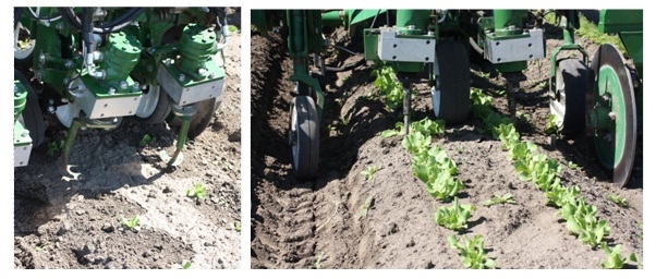 Photos 4 & 5. The Tillet Weeder is a commercially available mechanical weed control machine that uses computer technology and a spinning blade to remove weeds. Left photo: The disc-shaped cultivation blades are lifted up so you can observe the notched cut-out that allows the blade to spin around crop plants. Right photo: Thinning lettuce.