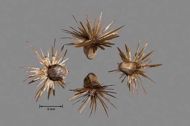 Wooly distaff thistle seeds (photo by J.M. DiTomaso)