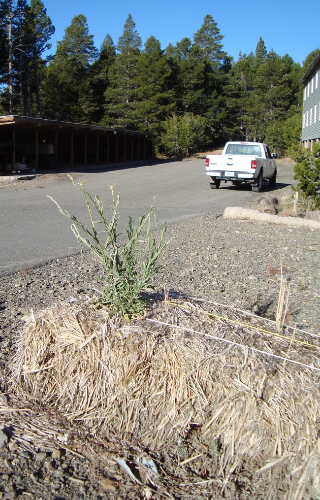 Yellow starthistle growing out of a bale of straw - Caples Lake, CA (photo M. Brown, USFS