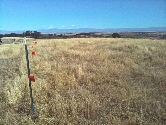 Barb goatgrass site near Red Bluff