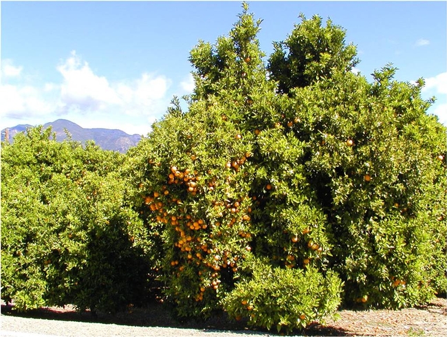 simazine degradation in citrus orchards   UCD Weed Science BDH