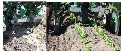 The Tillet Weeder is a commercially available mechanical weed control machine that uses computer technology and a spinning blade to remove weeds. The disc-shaped cultivation blades are lifted up so you can observe the notched cut-out that allows the blade to spin around crop plants. Thinning lettuce.
