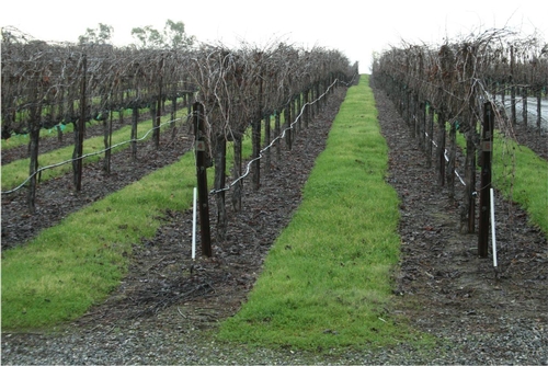 Capay Valley vineyard Dec2010