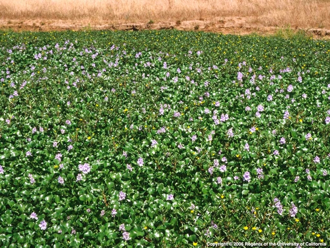Water Hyacinth: from UC ANR  publication: Aquatic and Riparian Weeds of the West