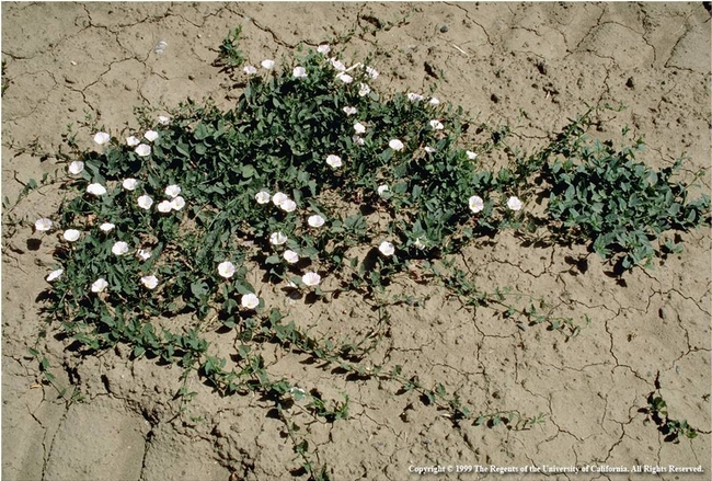 Field bindweed photo by Jack Kelly Clark.  Copyright UCIPM. Available in UCANR Publication 3324