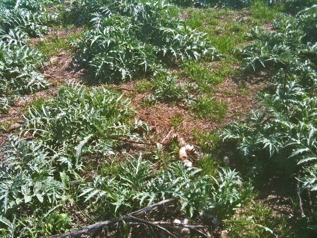Roundup treatments released artichoke seedlings
