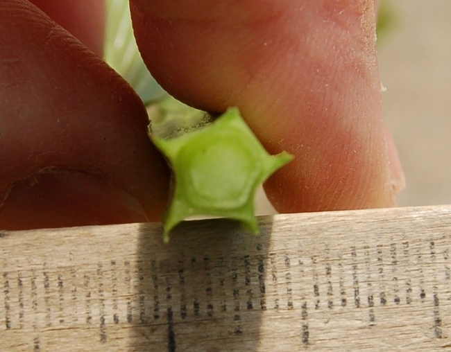 Cross section of stem showing wings